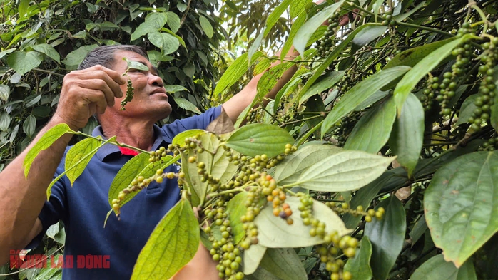 Nhiều đại lý ngưng mua tiêu vì lý do này - Ảnh 1.