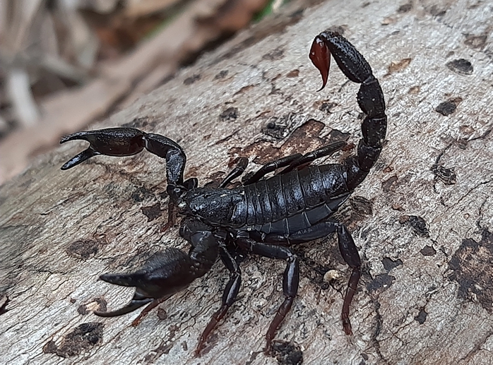 Thuốc ung thư đột phá từ nọc độc bọ cạp? - Ảnh 1.