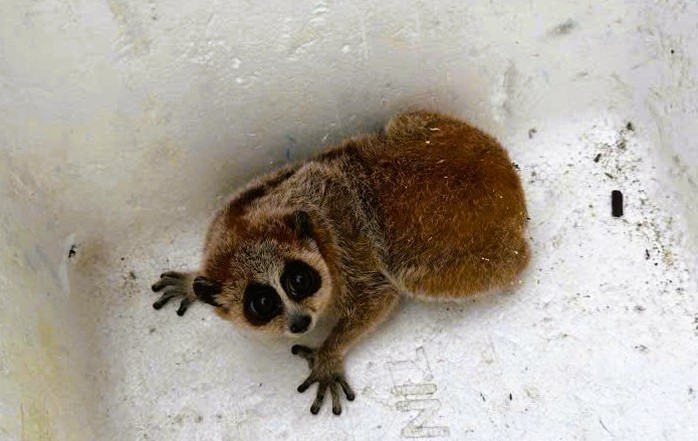 Phát hiện 1 con vật quý hiếm trong vườn keo, người dân bắt giao công an - Ảnh 1.