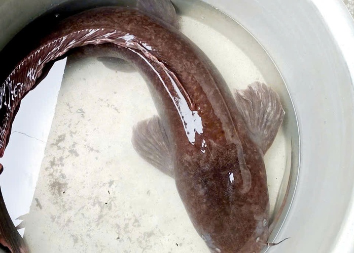 Người dân An Giang bắt được 2 con cá trê khủng dài 1 , 4 m tại đồng - Ảnh 1. Người dân An Giang bắt được 2 con cá trê khủng dài 1 , 4 m tại đồng - Ảnh 1.