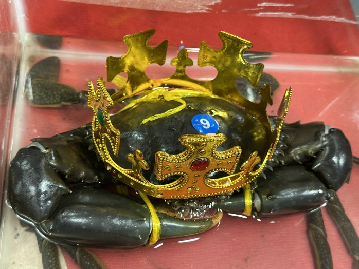 "Vua cua" mới ở Cà Mau có trọng lượng khủng như thế nào? - Ảnh 1.