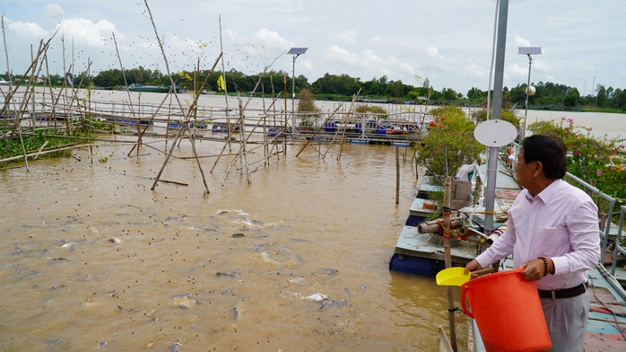 VIDEO: Nhiều người thay phiên "canh" đàn cá hàng ngàn con ở Đồng Tháp - Ảnh 2.