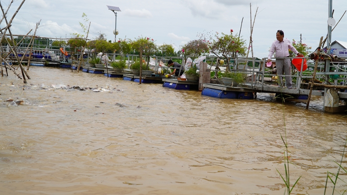 VIDEO: Nhiều người thay phiên "canh" đàn cá hàng ngàn con ở Đồng Tháp - Ảnh 4.