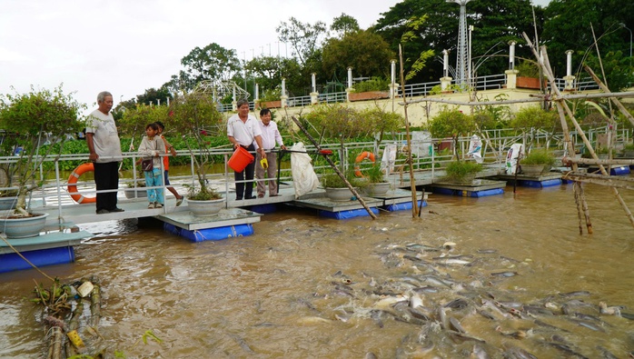 VIDEO: Nhiều người thay phiên "canh" đàn cá hàng ngàn con ở Đồng Tháp - Ảnh 5.