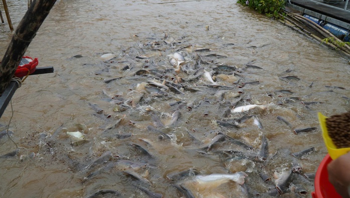 VIDEO: Nhiều người thay phiên "canh" đàn cá hàng ngàn con ở Đồng Tháp - Ảnh 7.
