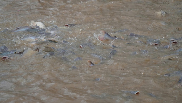 VIDEO: Nhiều người thay phiên "canh" đàn cá hàng ngàn con ở Đồng Tháp - Ảnh 8.