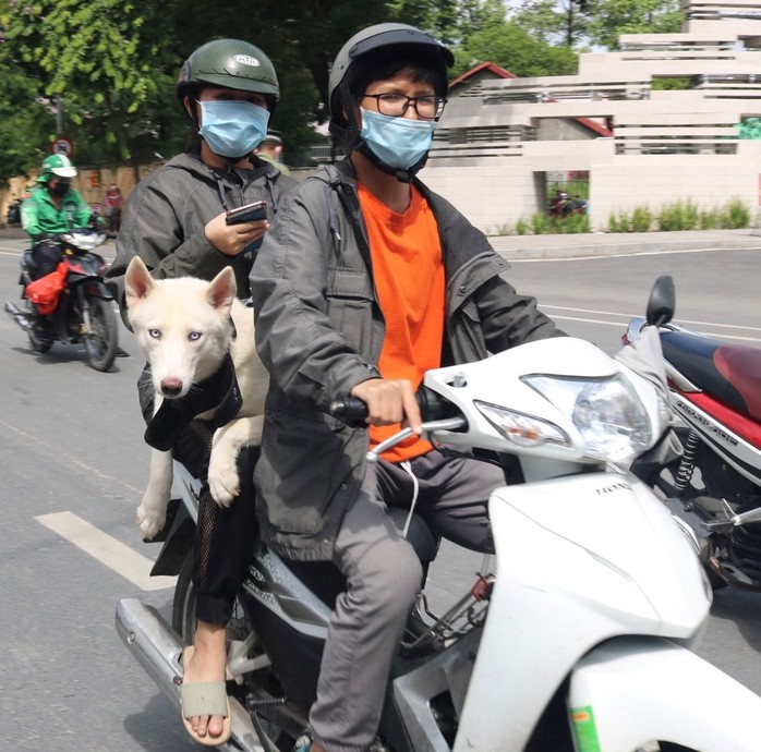 TPHCM: chủ nuôi chó, mèo phải khai báo với UBND phường - Ảnh 1.