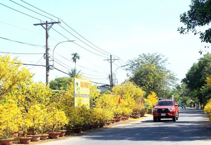 Làng mai vàng Bình Lợi nơi giữ hồn Tết Việt - Ảnh 1.