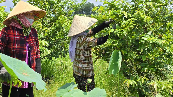 Làng mai vàng Bình Lợi nơi giữ hồn Tết Việt - Ảnh 2.