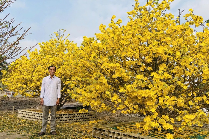 Mai vàng Bình Lợi giữ hồn Tết Việt - Ảnh 1.