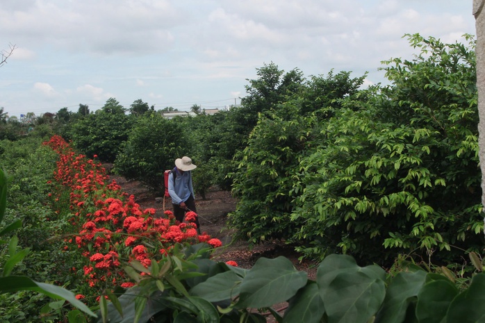 Làng mai vàng Bình Lợi nơi giữ hồn Tết Việt - Ảnh 3.