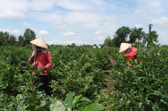 Làng mai vàng Bình Lợi nơi giữ hồn Tết Việt - Ảnh 4.