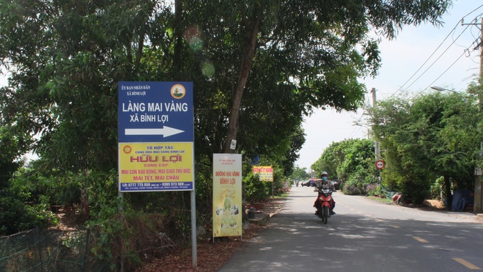 Làng mai vàng Bình Lợi nơi giữ hồn Tết Việt - Ảnh 6.