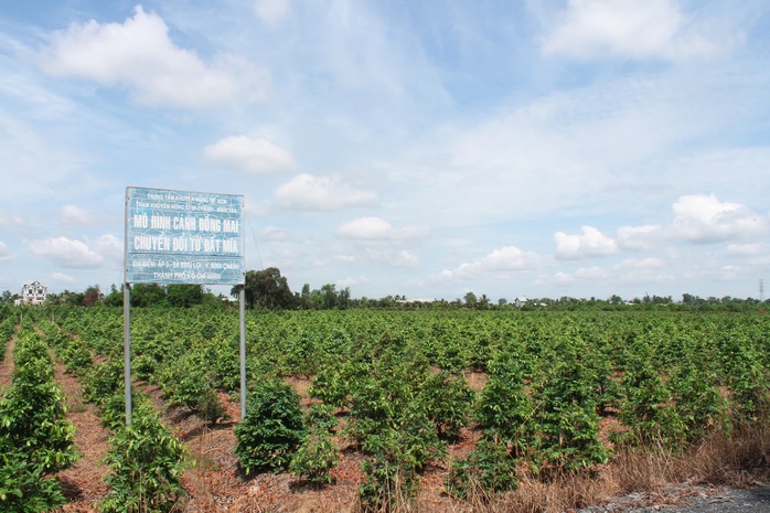 Làng mai vàng Bình Lợi nơi giữ hồn Tết Việt - Ảnh 5.