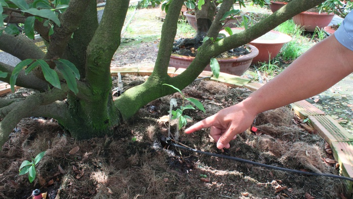 Làng mai vàng Bình Lợi nơi giữ hồn Tết Việt - Ảnh 8.