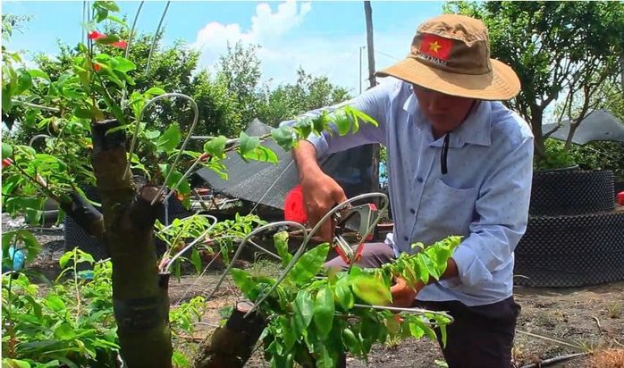 Làng mai vàng Bình Lợi nơi giữ hồn Tết Việt - Ảnh 9.