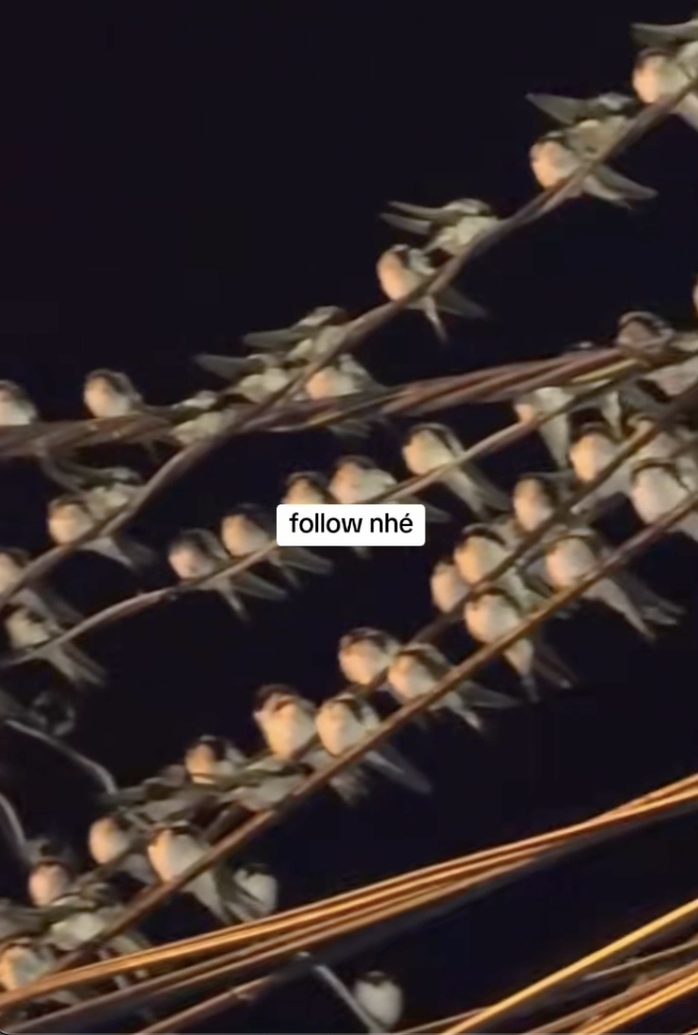 Cần Thơ: Hàng ngàn con chim én đậu chằng chịt trên dây điện báo hiệu điều gì? - Ảnh 2.