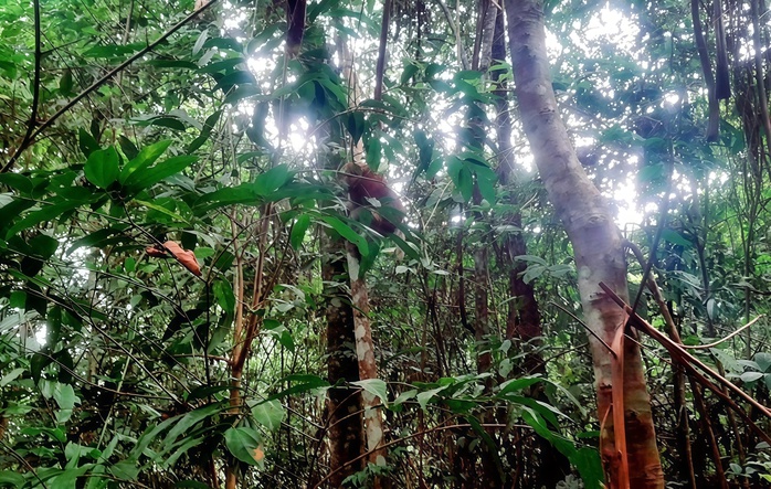 Cận cảnh những "cư dân nhỏ" quý hiếm trở lại rừng Phong Nha - Ảnh 2.