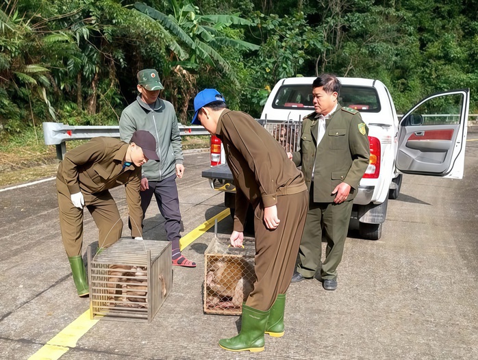 Cận cảnh những "cư dân nhỏ" quý hiếm trở lại rừng Phong Nha - Ảnh 1.