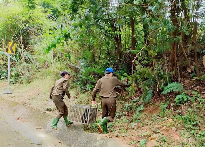 Cận cảnh những "cư dân nhỏ" quý hiếm trở lại rừng Phong Nha - Ảnh 4.