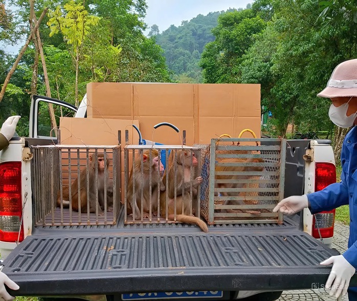 Cận cảnh những "cư dân nhỏ" quý hiếm trở lại rừng Phong Nha - Ảnh 5.