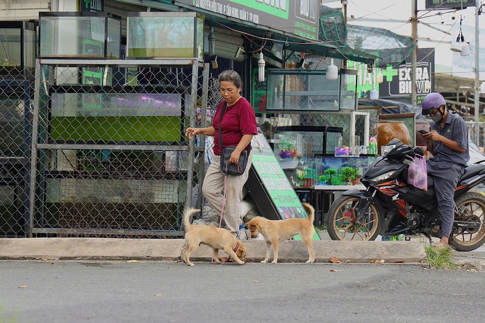 Giải nỗi lo chó thả rông - Ảnh 1. Giải nỗi lo chó thả rông - Ảnh 1.