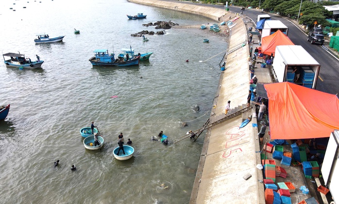 Ngư dân gấp rút thu hoạch tôm hùm trước bão số 13 - Ảnh 1.