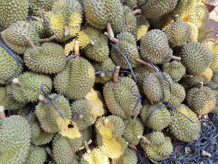 Góc khuất của xuất khẩu sầu riêng sang Trung Quốc từ vụ 17 bị can bị khởi - Ảnh 1.