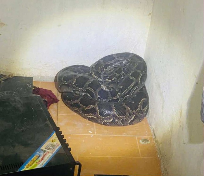 Trăn đất qúy hiếm nặng 30kg xuất hiện bất ngờ trong vườn nhà dân - Ảnh 1. Trăn đất qúy hiếm nặng 30kg xuất hiện bất ngờ trong vườn nhà dân - Ảnh 1.