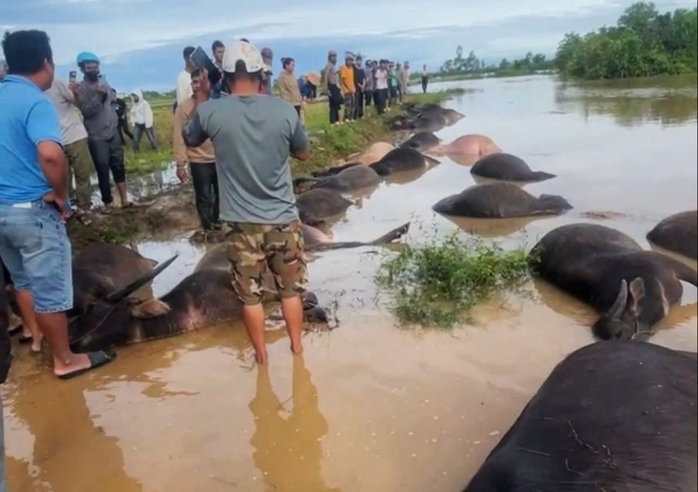 Thiệt hại Do bão số 13 Kalmaegi: 23 Con trâu chết ngạt nước ngòai đồng - Ảnh 1. Thiệt hại Do bão số 13 Kalmaegi: 23 Con trâu chết ngạt nước ngòai đồng - Ảnh 1.