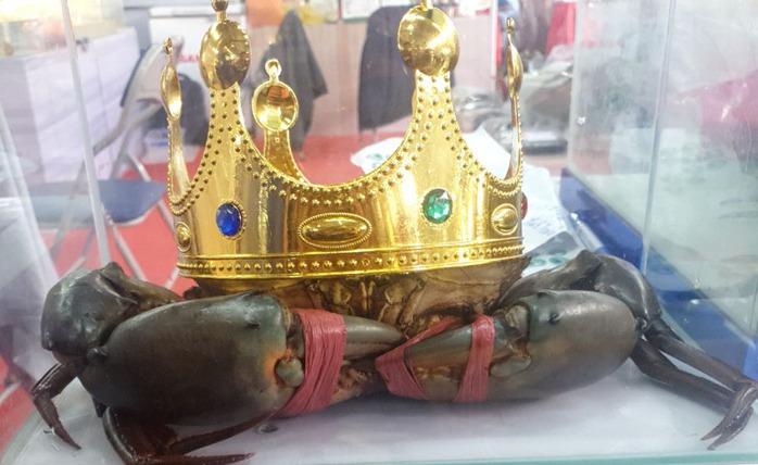 Con cua đoạt giải "vua cua" Cà Mau năm 2022 giờ ra sao? - Ảnh 1.