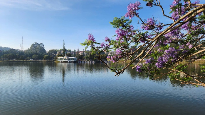 Ảnh hưởng bão số 13, cây phượng tím quý giá, đẹp nhất Đà Lạt bật gốc - Ảnh 3. Ảnh hưởng bão số 13, cây phượng tím quý giá, đẹp nhất Đà Lạt bật gốc - Ảnh 3.