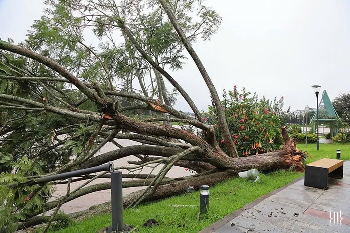 Ảnh hưởng bão số 13, cây phượng tím quý giá, đẹp nhất Đà Lạt bật gốc - Ảnh 1. Ảnh hưởng bão số 13, cây phượng tím quý giá, đẹp nhất Đà Lạt bật gốc - Ảnh 1.