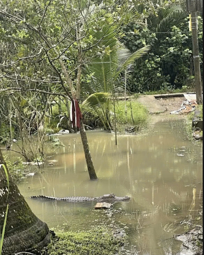 Cần Thơ: Người dân hoang mang phát hiện cá sấu dài 1 , 5 m trên kênh - Ảnh 1. Cần Thơ: Người dân hoang mang phát hiện cá sấu dài 1 , 5 m trên kênh - Ảnh 1.