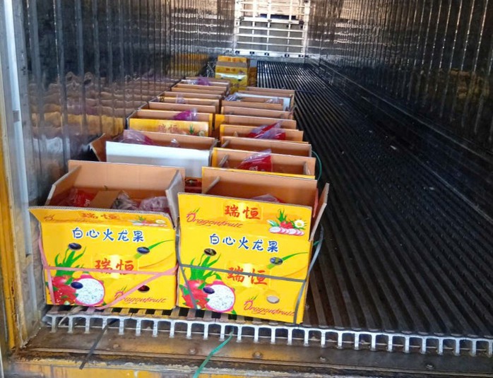 Nhiều tài xế container tố bị “bẫy” khi chở thanh long sang cửa khẩu - Ảnh 1.