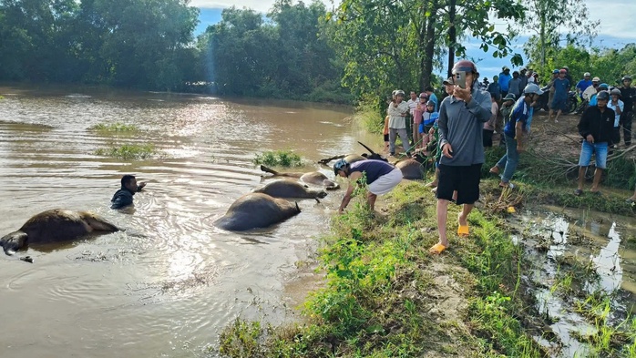 Thiệt hại Do bão số 13 Kalmaegi: 23 Con trâu chết ngạt nước ngòai đồng - Ảnh 2. Thiệt hại Do bão số 13 Kalmaegi: 23 Con trâu chết ngạt nước ngòai đồng - Ảnh 2.