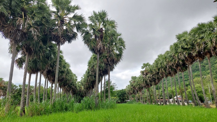 Về Bảy Núi săn ảnh, xem đua bò - Ảnh 2. Về Bảy Núi săn ảnh, xem đua bò - Ảnh 2.