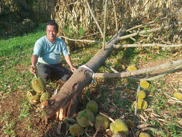 Nông dân thiệt hại nặng nề do bão số 13 , vườn sầu riêng gãy đổ hàng loạt - Ảnh 1. Nông dân thiệt hại nặng nề do bão số 13 , vườn sầu riêng gãy đổ hàng loạt - Ảnh 1.