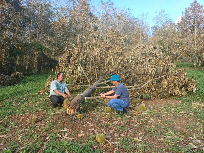 Nông dân thiệt hại nặng nề do bão số 13 , vườn sầu riêng gãy đổ hàng loạt - Ảnh 3. Nông dân thiệt hại nặng nề do bão số 13 , vườn sầu riêng gãy đổ hàng loạt - Ảnh 3.