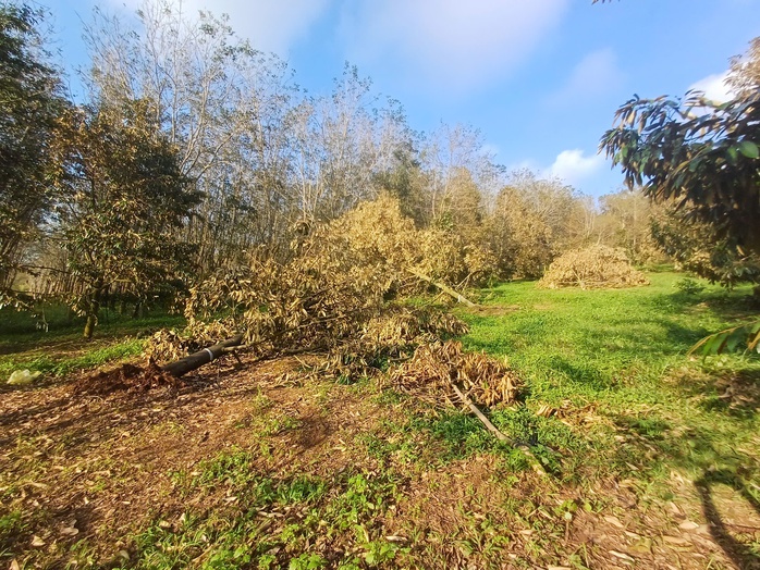 Nông dân thiệt hại nặng nề do bão số 13 , vườn sầu riêng gãy đổ hàng loạt - Ảnh 2. Nông dân thiệt hại nặng nề do bão số 13 , vườn sầu riêng gãy đổ hàng loạt - Ảnh 2.