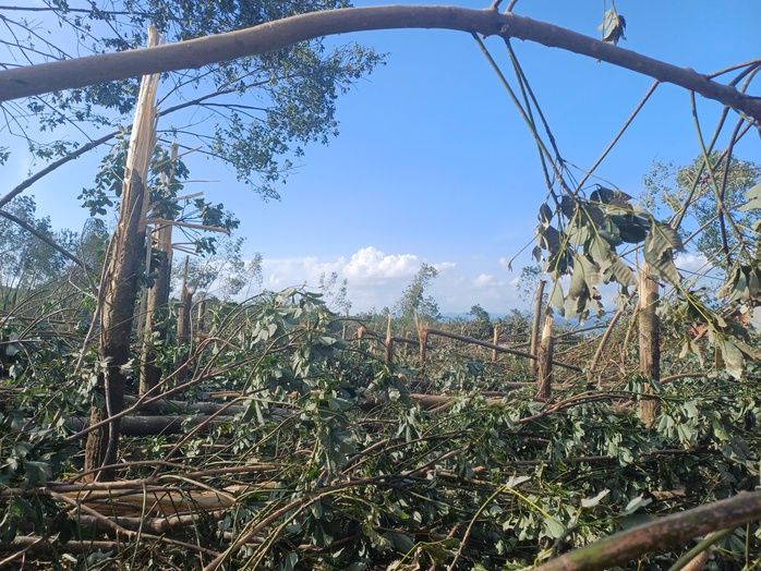 Nông dân thiệt hại nặng nề do bão số 13 , vườn sầu riêng gãy đổ hàng loạt - Ảnh 4. Nông dân thiệt hại nặng nề do bão số 13 , vườn sầu riêng gãy đổ hàng loạt - Ảnh 4.