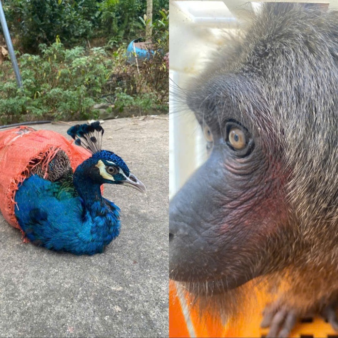 Động vật quý hiếm bất ngờ xuất hiện, người dân vội báo công an - Ảnh 2.