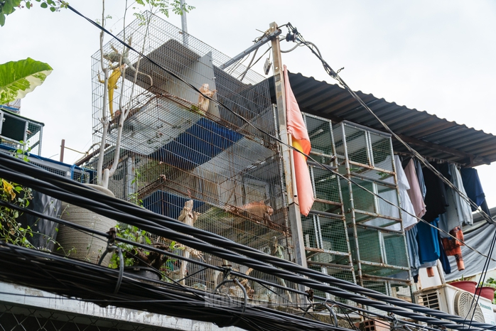 VIDEO: Đột kích căn nhà ở Bình Thạnh, phát hiện 202 con kỳ nhông nuôi nhốt trái phép - Ảnh 4.