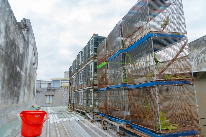 VIDEO: Đột kích căn nhà ở Bình Thạnh, phát hiện 202 con kỳ nhông nuôi nhốt trái phép - Ảnh 5.