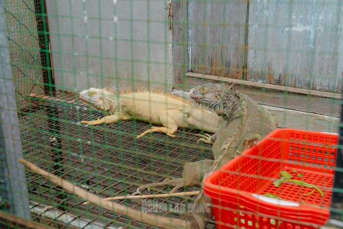 VIDEO: Đột kích căn nhà ở Bình Thạnh, phát hiện 202 con kỳ nhông nuôi nhốt trái phép - Ảnh 8.