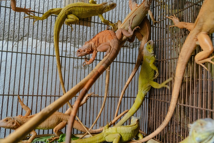 VIDEO: Đột kích căn nhà ở Bình Thạnh, phát hiện 202 con kỳ nhông nuôi nhốt trái phép - Ảnh 11.