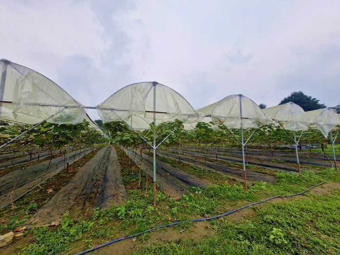 Mang ba lô rời quê nghèo, nhiều lao động mang tri thức trở về mở lối tương lai - Ảnh 2.