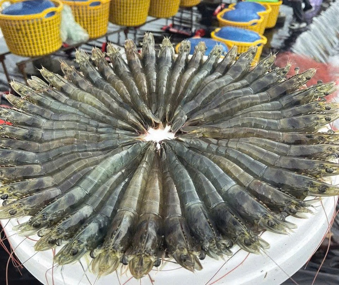 Nuôi tôm siêu thâm canh – tri thức tạo đột phá - Ảnh 2.