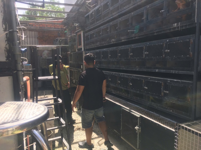 75 Con rồng Nam Mỹ bị nuôi nhốt trái phép Tại TPHCM - Ảnh 2. 75 Con rồng Nam Mỹ bị nuôi nhốt trái phép Tại TPHCM - Ảnh 2.