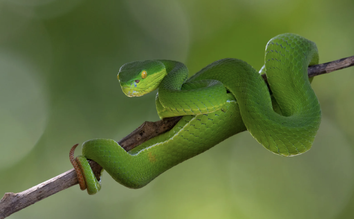 1 bệnh viện tại TP HCM liên tiếp cấp cứu người bị rắn cắn - Ảnh 1.